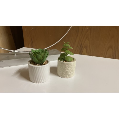 Mini sukulenty